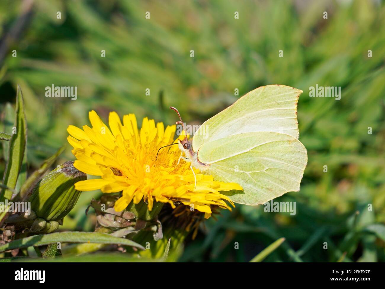 A brimstone butterfly sits on a yellow dandelion blossom and collects nectar. Green grass in the background. Butterfly with yellow wings. Stock Photo