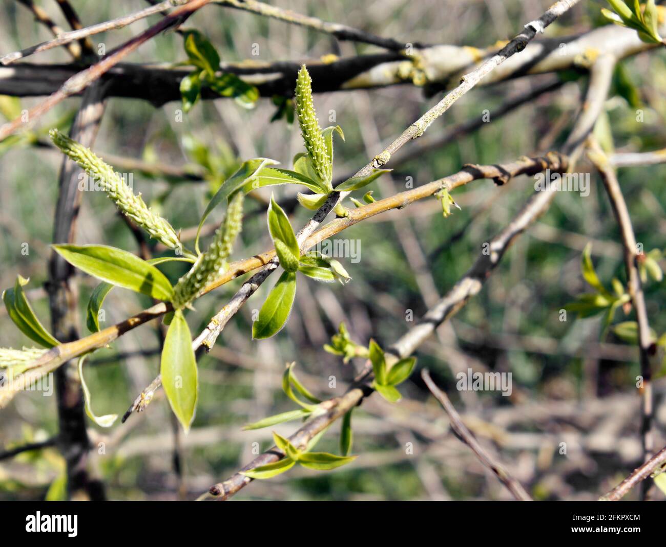 Quinine tree hi-res stock photography and images - Alamy