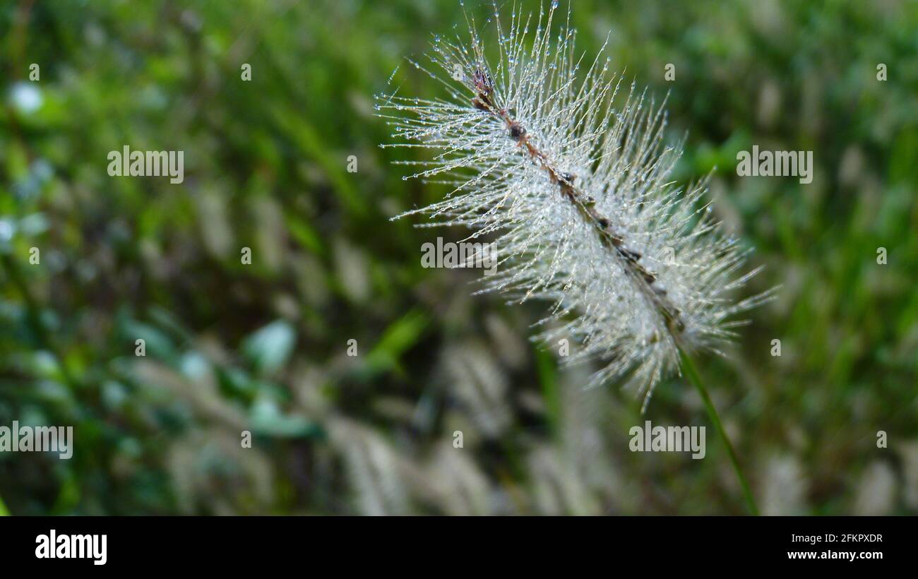Close-up shot of a white melaleuca viridiflora grown in the field Stock Photo