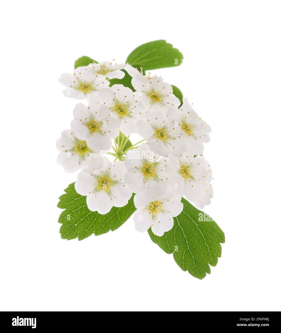 Spirea flowers isolated on  white background Stock Photo