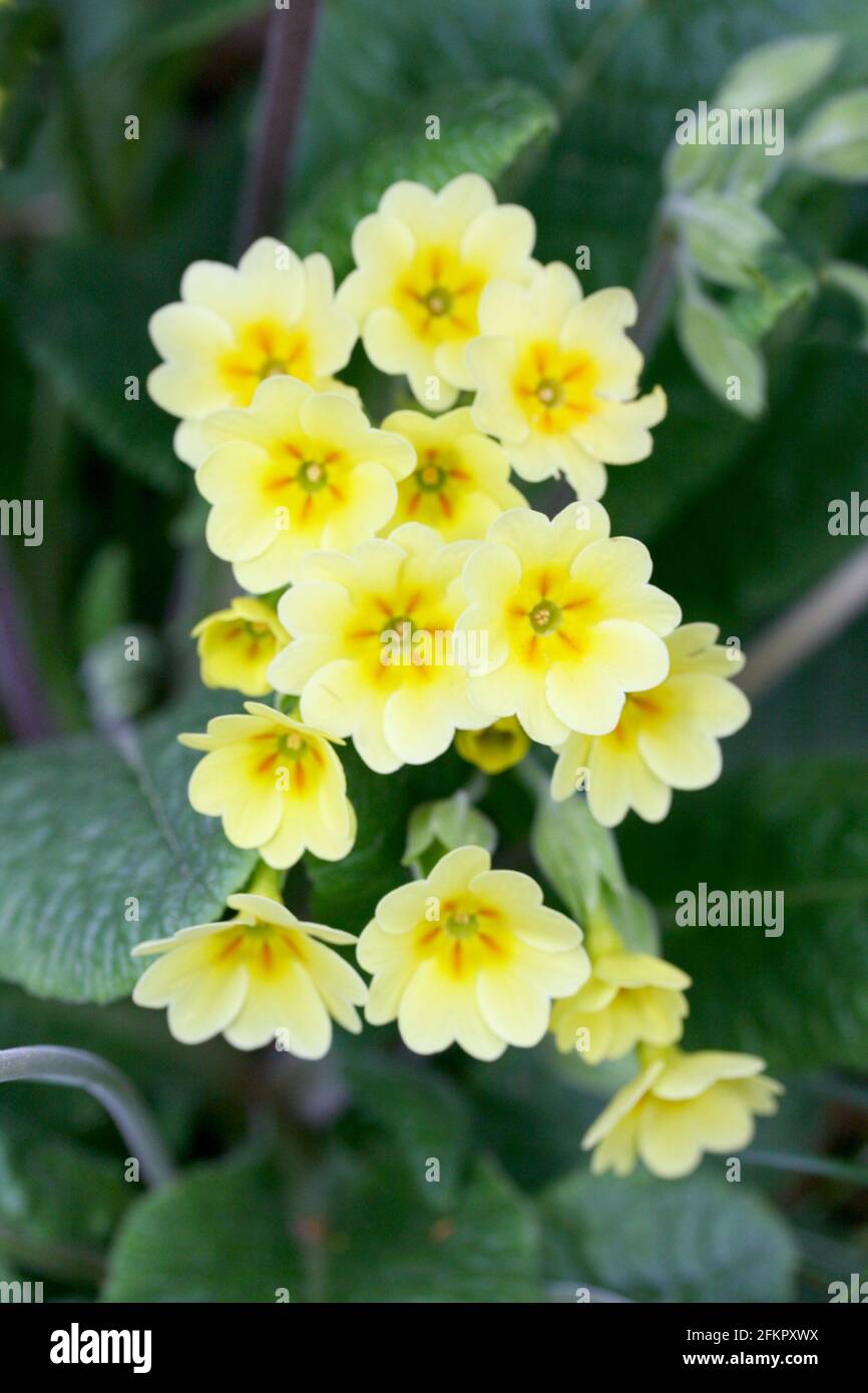 The primroses (Primula) is a genus of the family of Primulaceae Stock Photo