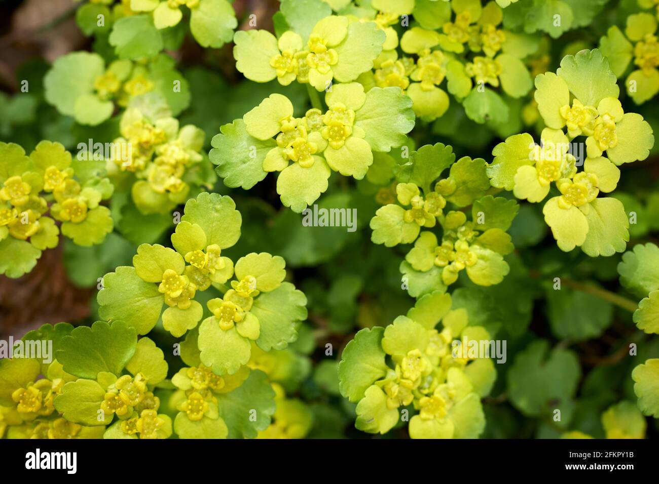 Chrysosplenium alternifolium, the alternate-leaved golden-saxifrage Stock Photo