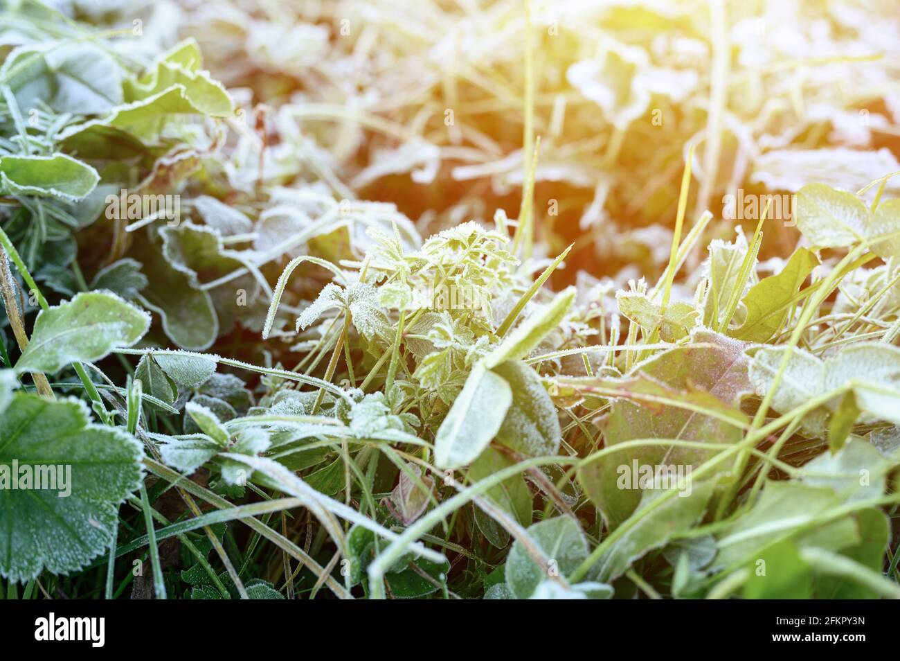 green grass with morning hoarfrost in garden, frozen grass with frost ...