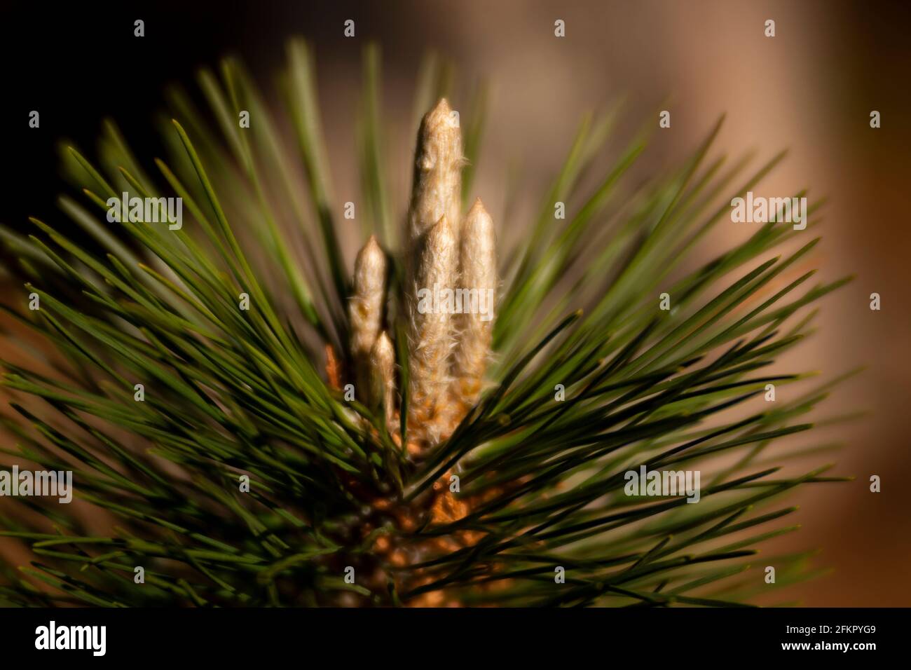 New growth pine tree hires stock photography and images Alamy