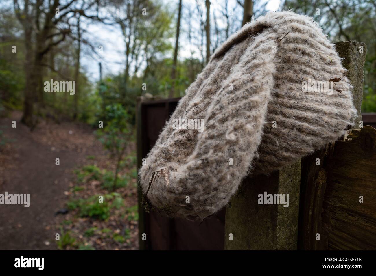 discarded lost woolen hat left on fence post dirty and wet Stock Photo