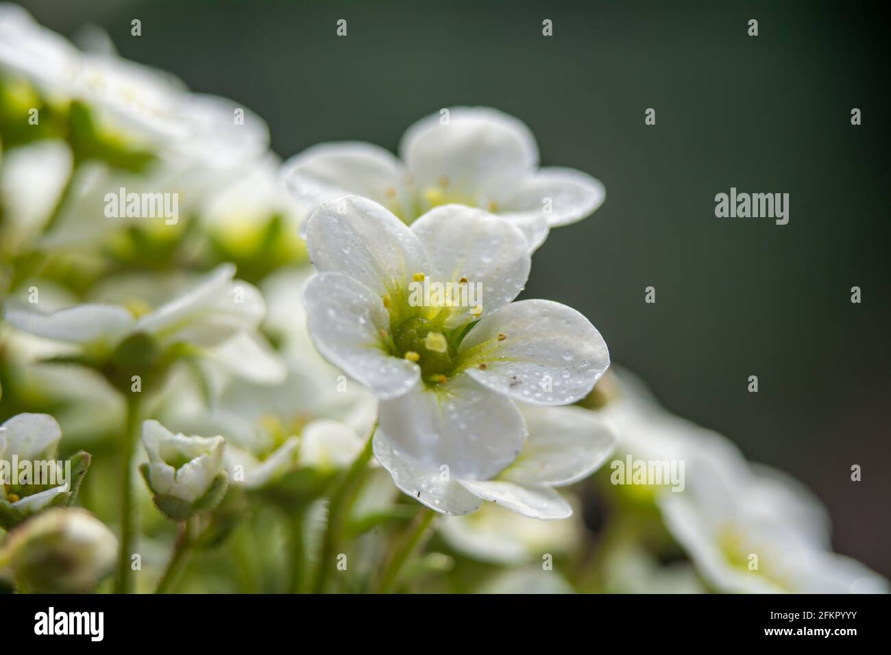Saxifraga - a genus of plants belonging to the saxifrage family. Stock Photo