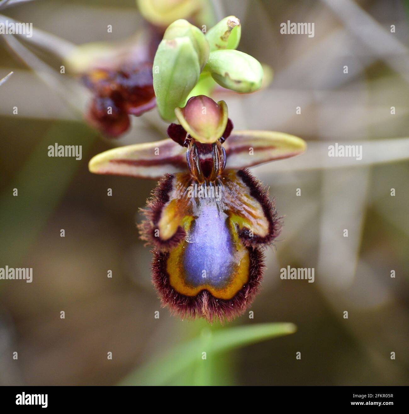 Venus Mirror Orchid (Ophrys speculum). Located in uncultivated meadows in Munilla, La Rioja, Spain. Stock Photo