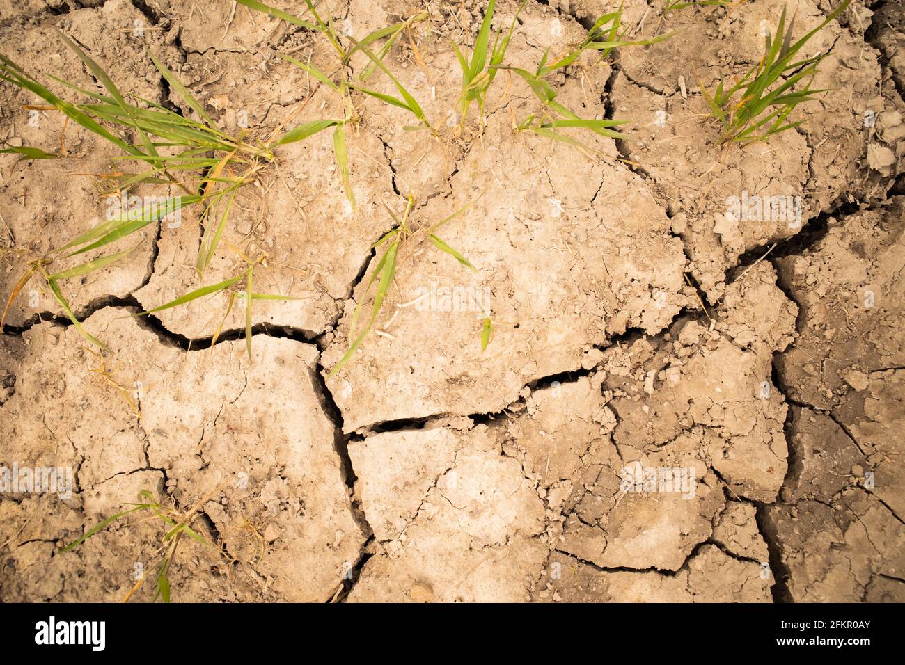 global warming issues lack of rain causing dry cracked earth difficult for plants struggling to grow Stock Photo