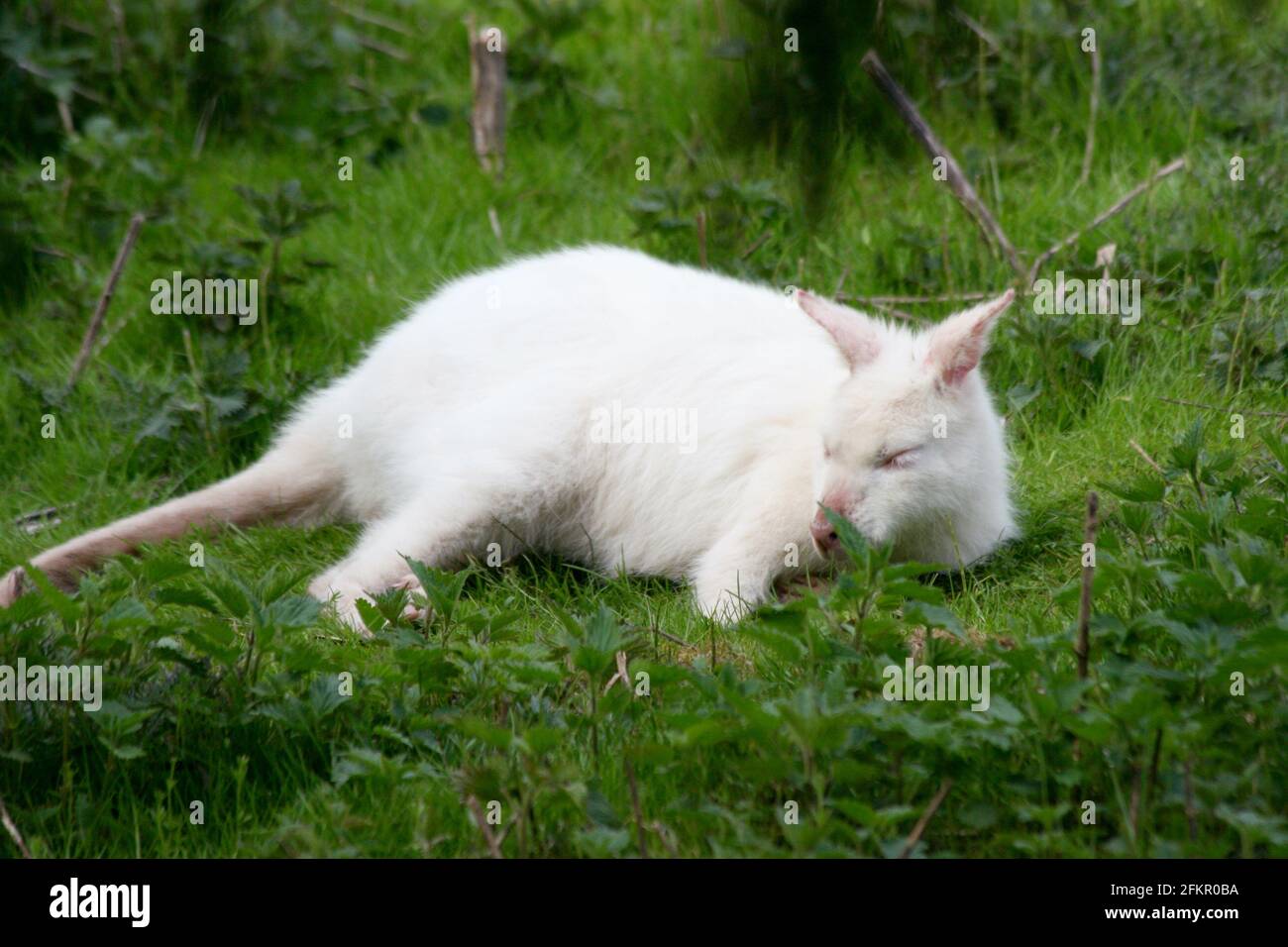 a white kangaroo lying in a meadow Stock Photo