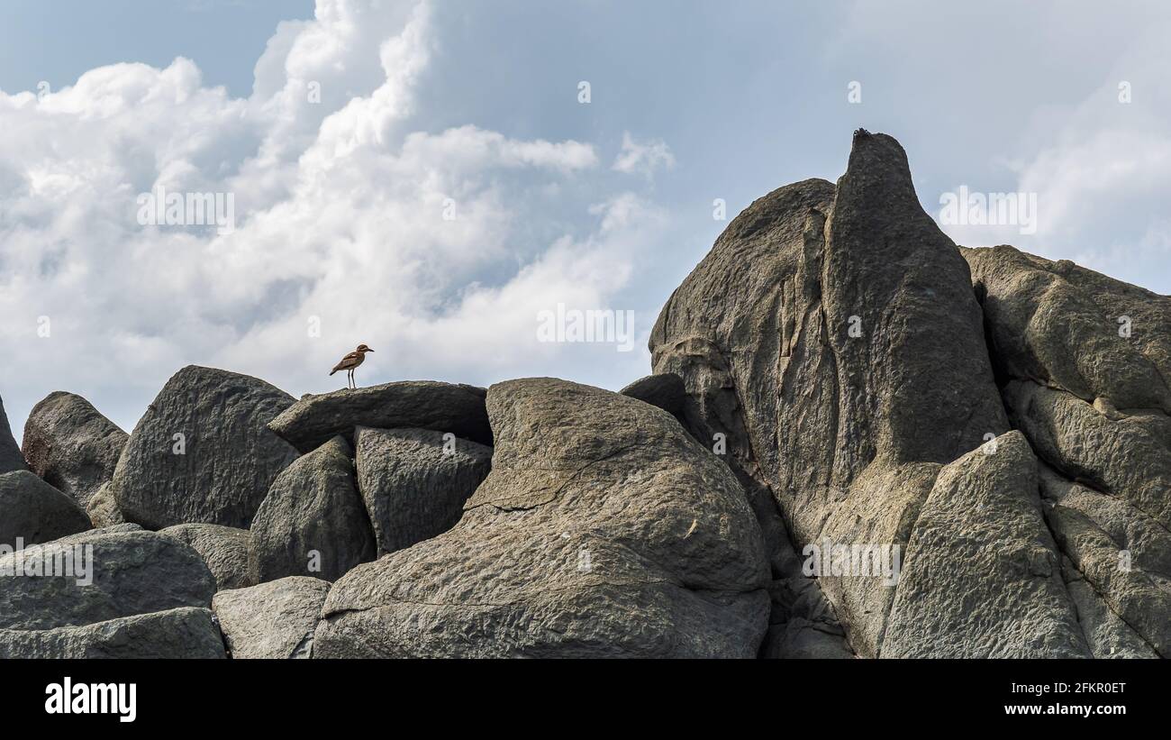 Black dark boulders with a small bird lying on a beach along the coast of Axim Ghana West Africa Stock Photo