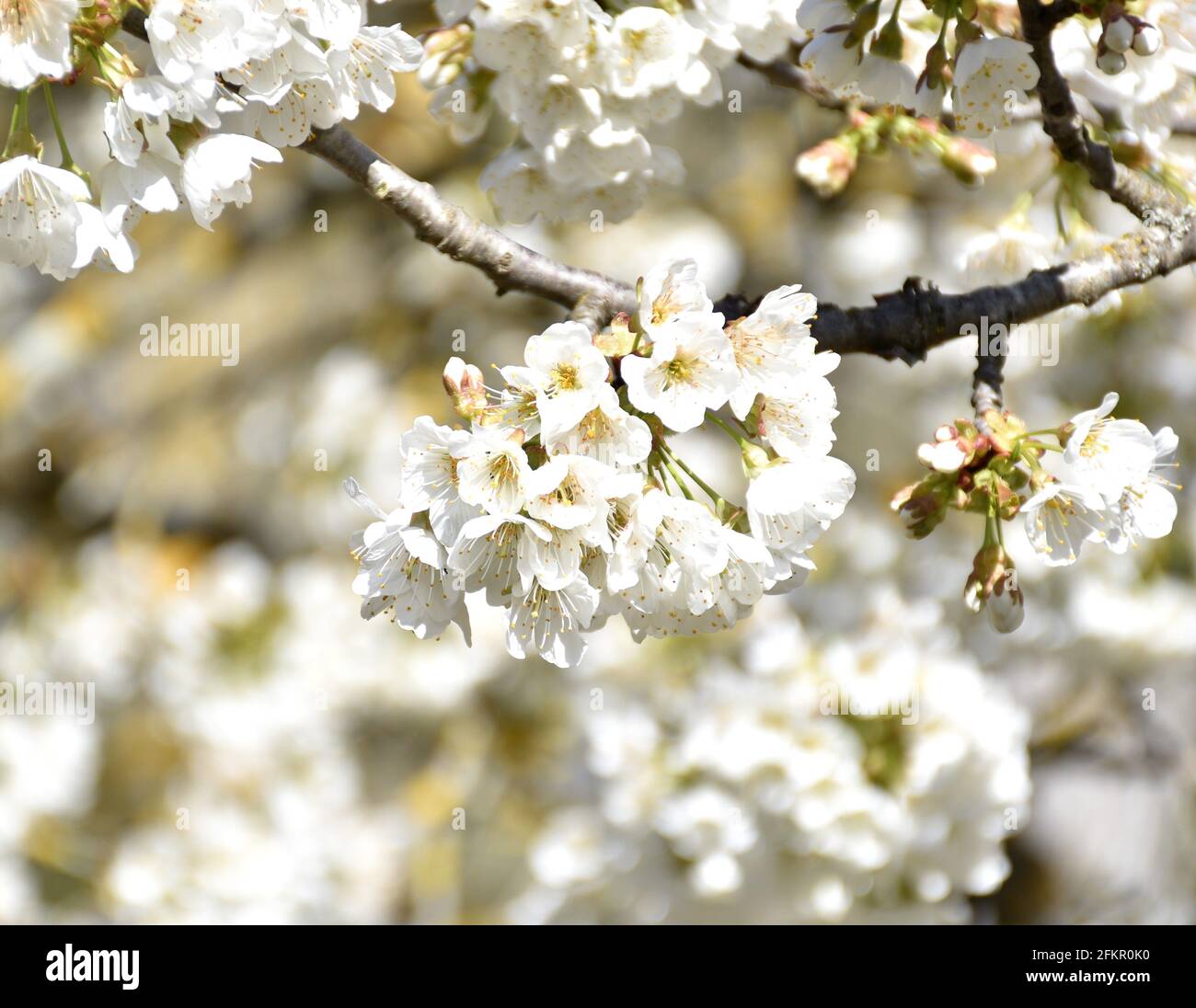White flowers of Common Cherry (Prunus avium). Sunny day and tree in full bloom. Munilla, La Rioja, Spain. Stock Photo