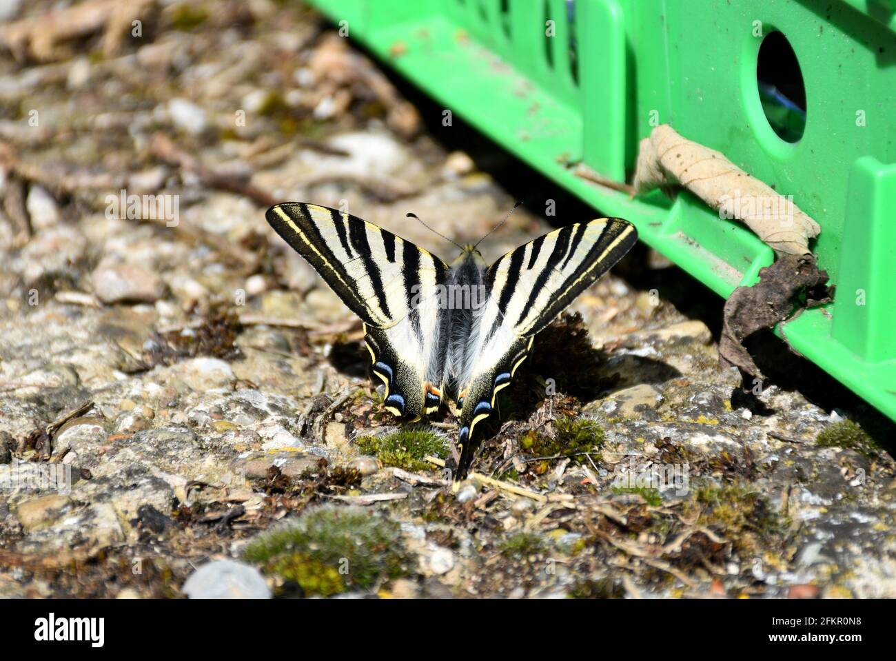 Butterfly Iphiclides Podalirius. It is a species of Lepidoptera ditrisio of the Papilionidae family widely distributed throughout the Palearctic regio Stock Photo