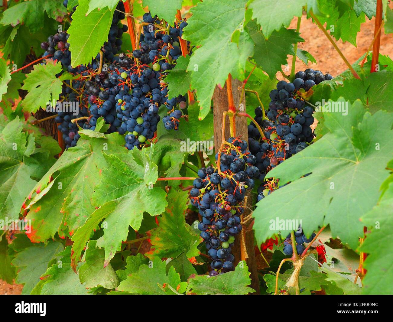Grapes on a vine Stock Photo Alamy