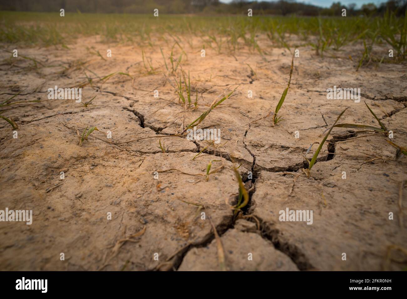 lack of rain causing cracked earth and failed crops on the farm global warming issues Stock Photo