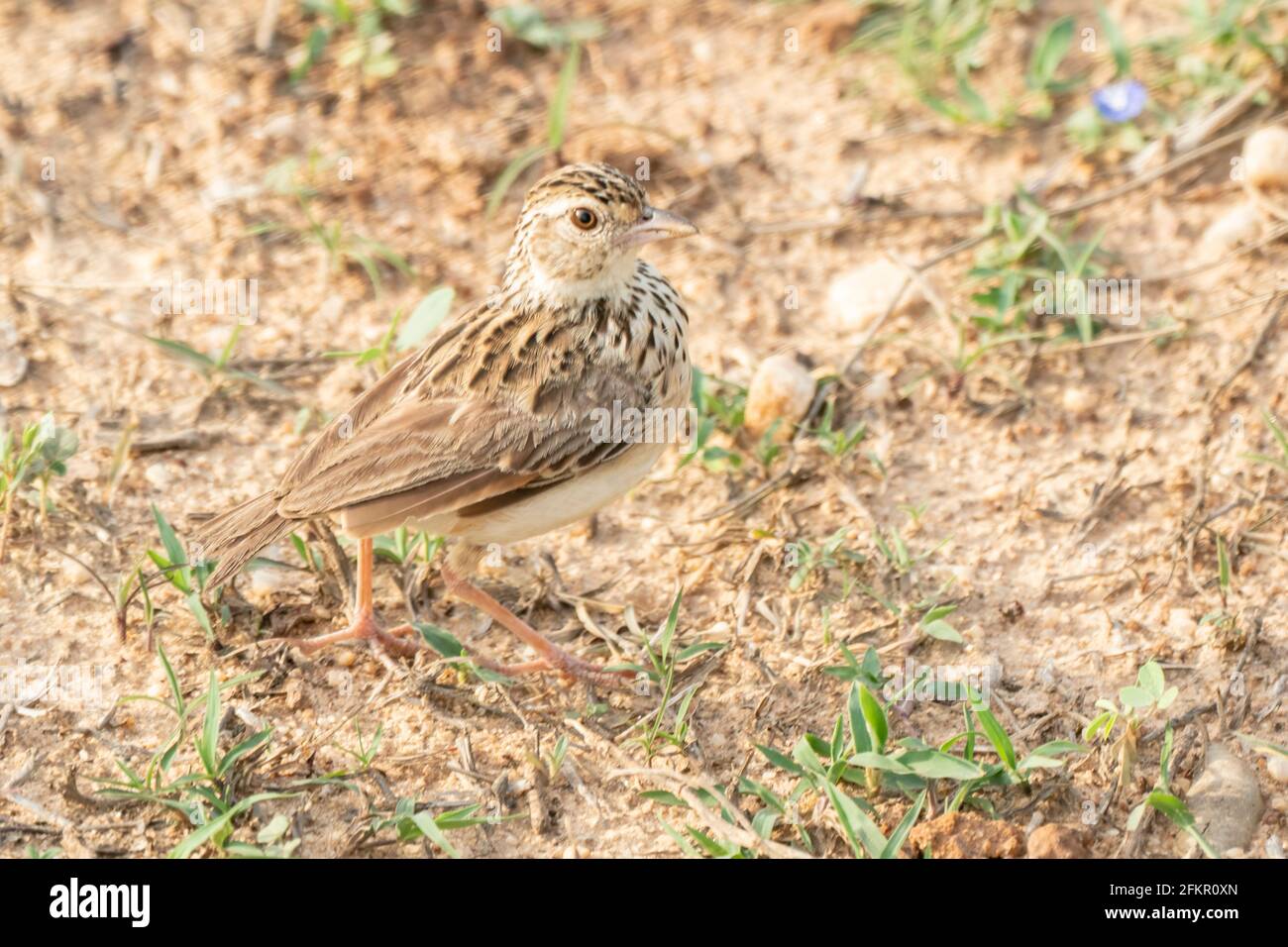 Jerdon's lark or Jerdon's bush lark, Mirafra affinis, single adult standing on sandy soil, Sri Lanka Stock Photo