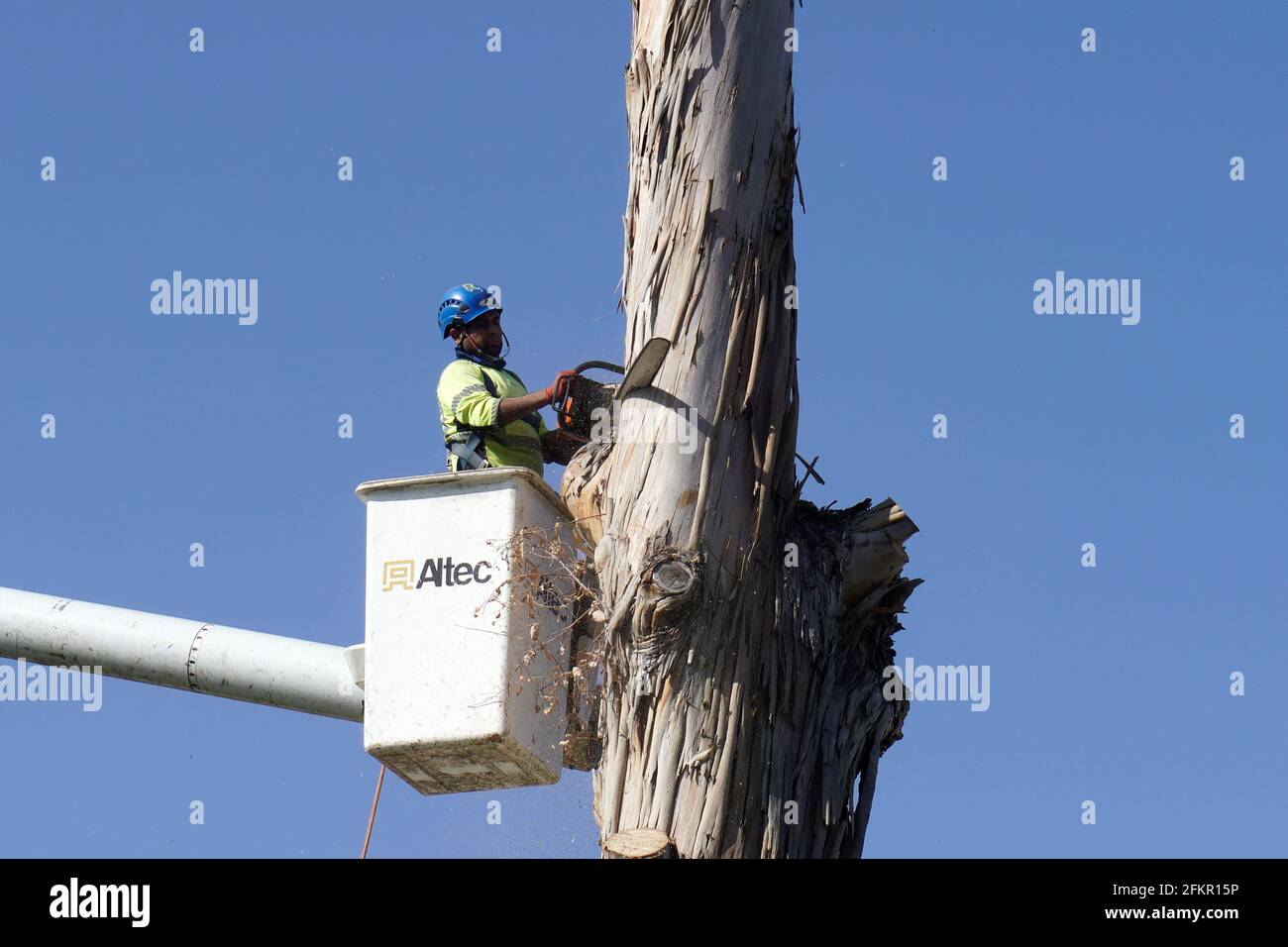 Tree Being Trimmed Stock Photo Alamy