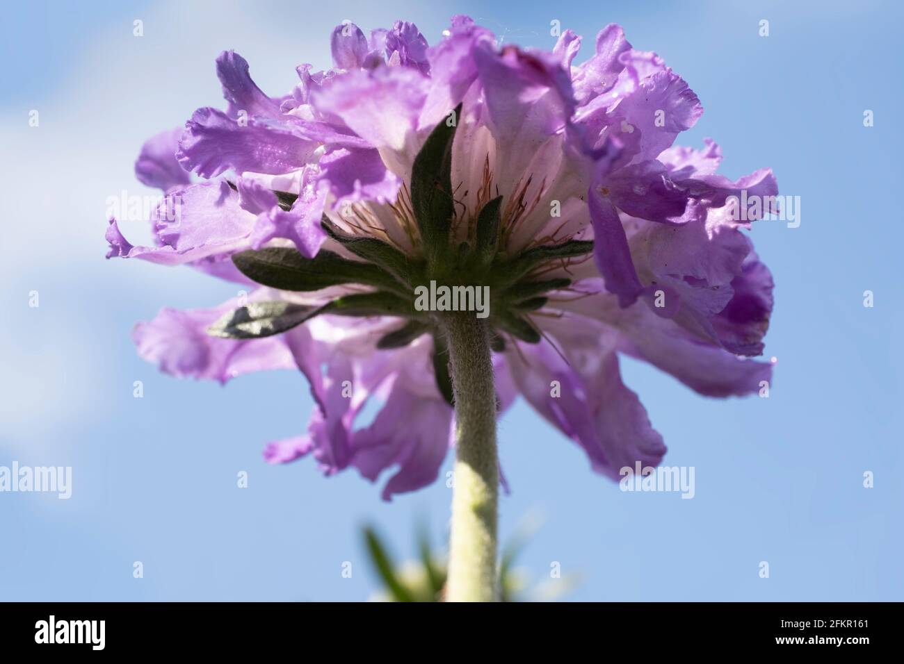Blue Scabiosa columbaria, Butterfly blue, Small scabious' or pincushion flower seen from below against a blue sky Stock Photo