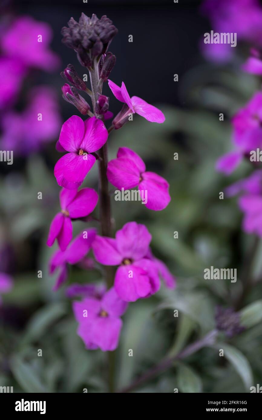 Magenta Campanula flower or Bellflower in a garden. Blurred green background. Shallow depth of field. Focus on the flowers at the top Stock Photo
