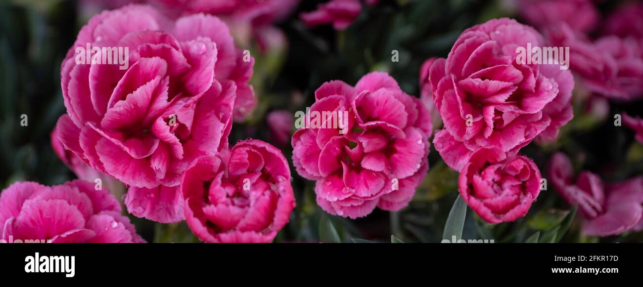 Deep pink flowers of Dianthus or Sweet William in a flower bed. Widescreen image Stock Photo