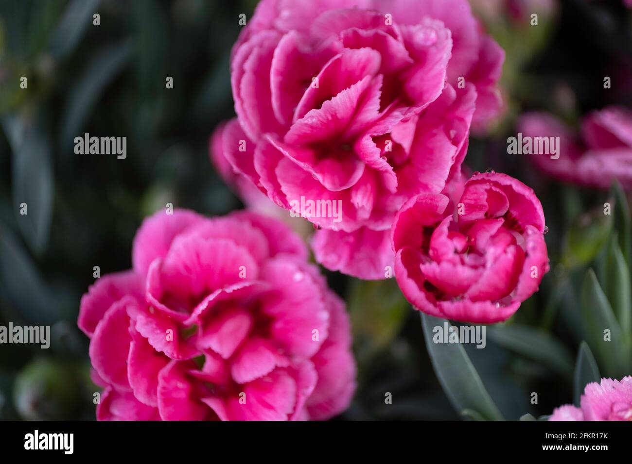 Deep pink flowers of Dianthus or Sweet William in a flower bed Stock Photo