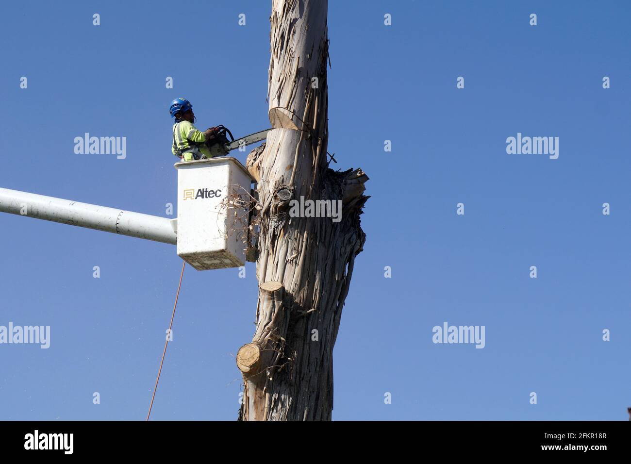 Tree Being Trimmed Stock Photo Alamy