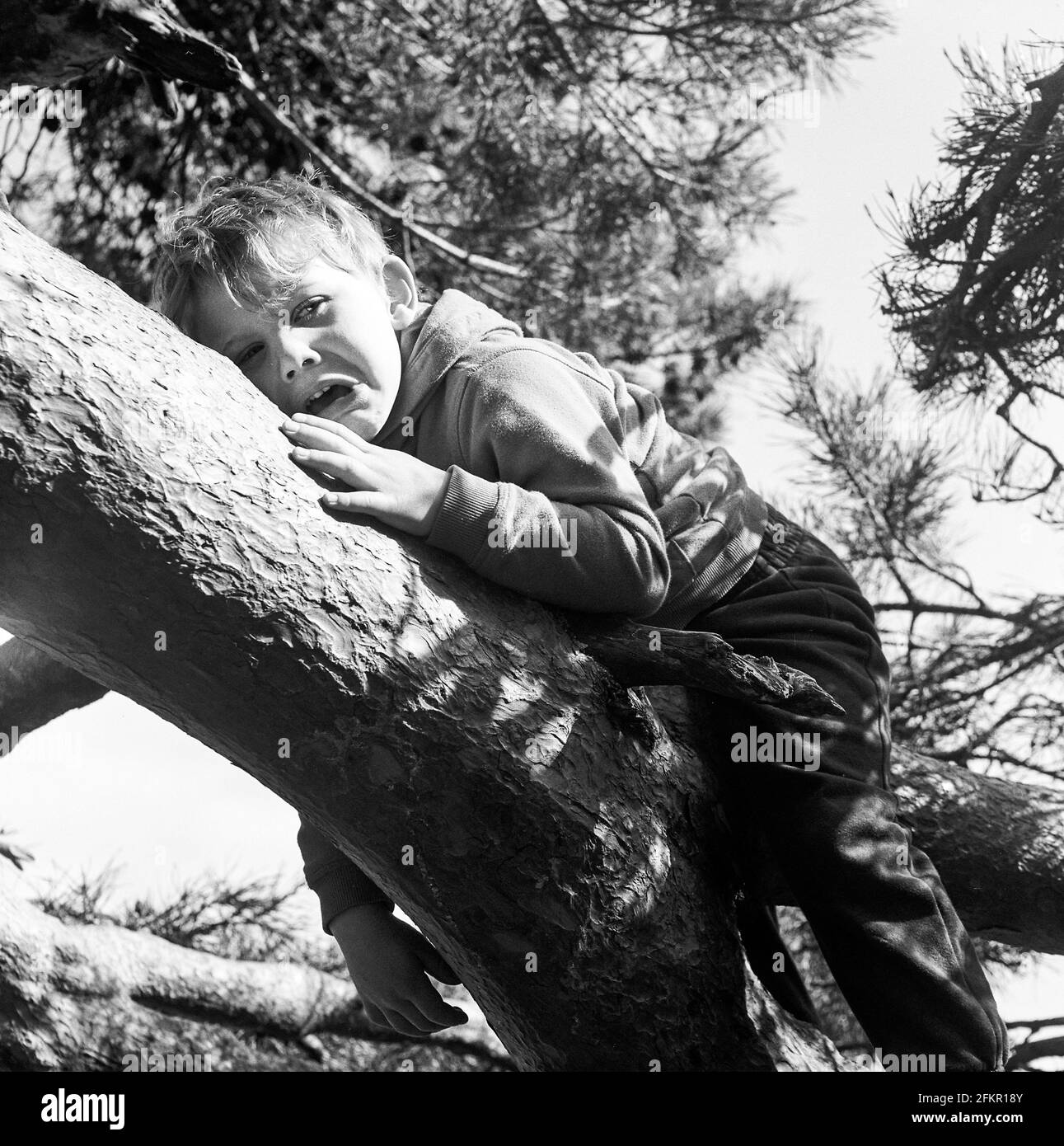Four year old boy stuck in a tree Petersfield Heath , Petersfield , Hampshire, England, United Kingdom. Stock Photo