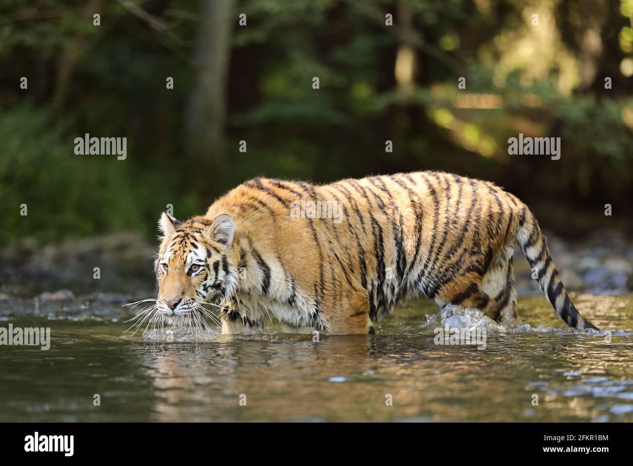 The Siberian tiger Panthera tigris Tigris, or Amur tiger Panthera tigris altaica in the forest walking in a water. Tiger with green background Stock Photo
