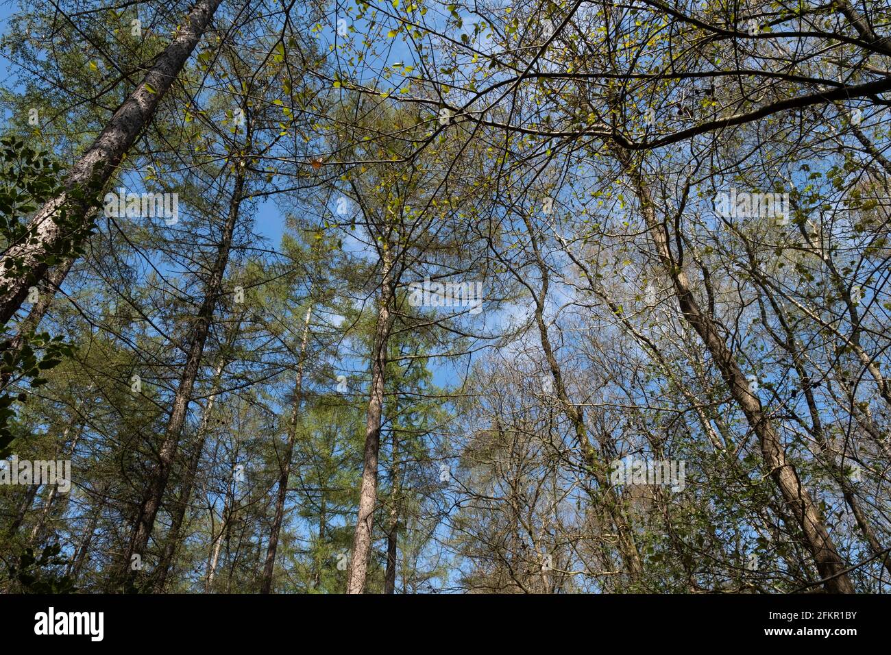 Trees in a forest with budding vibrant green leaves in early spring that converge at the top. Spring photo with blue sky seen from beneath Stock Photo