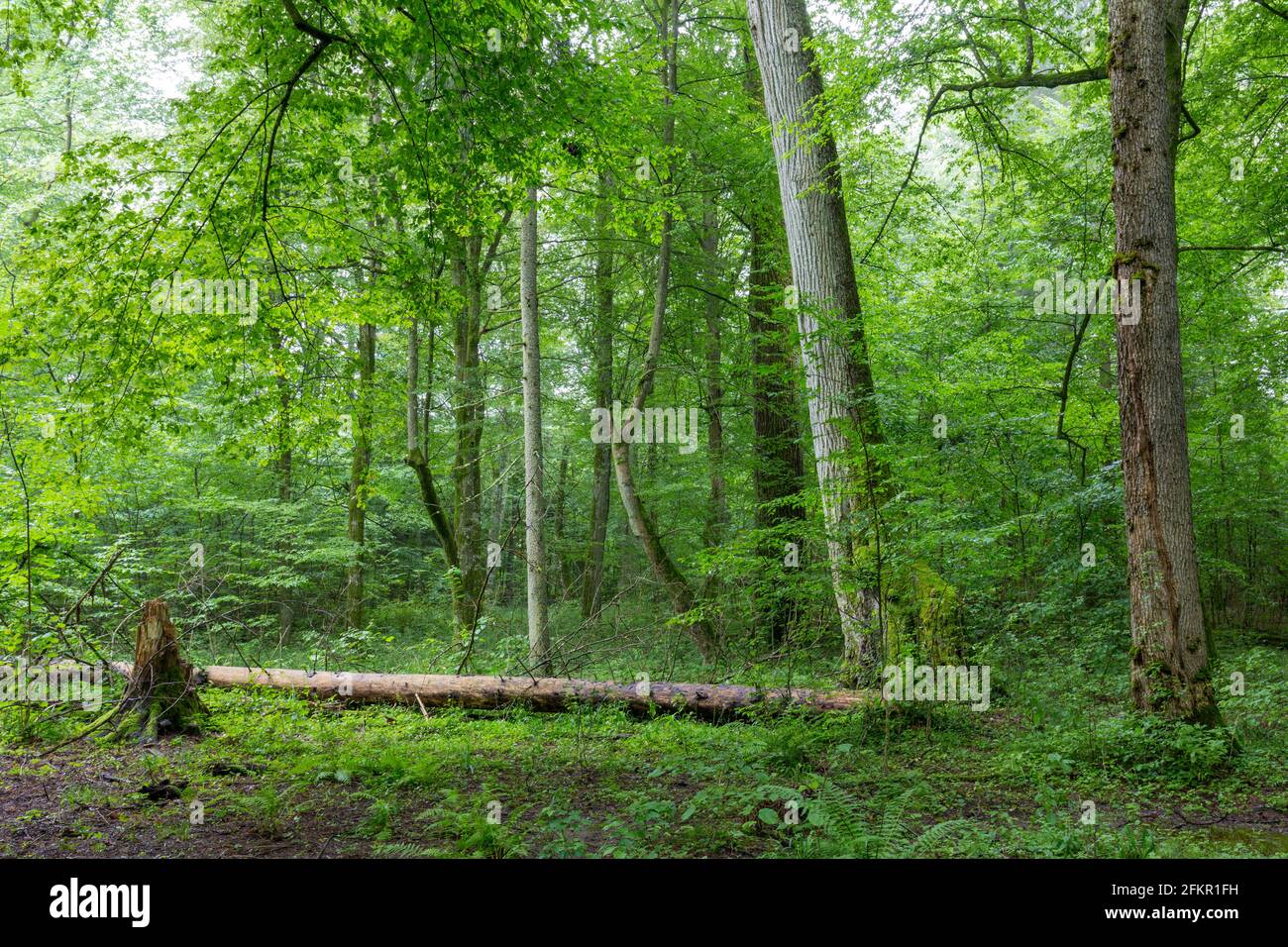 Natural deciduous tree stand with old maple trees and hornbeam around, Bialowieza Forest, Poland, Europe Stock Photo