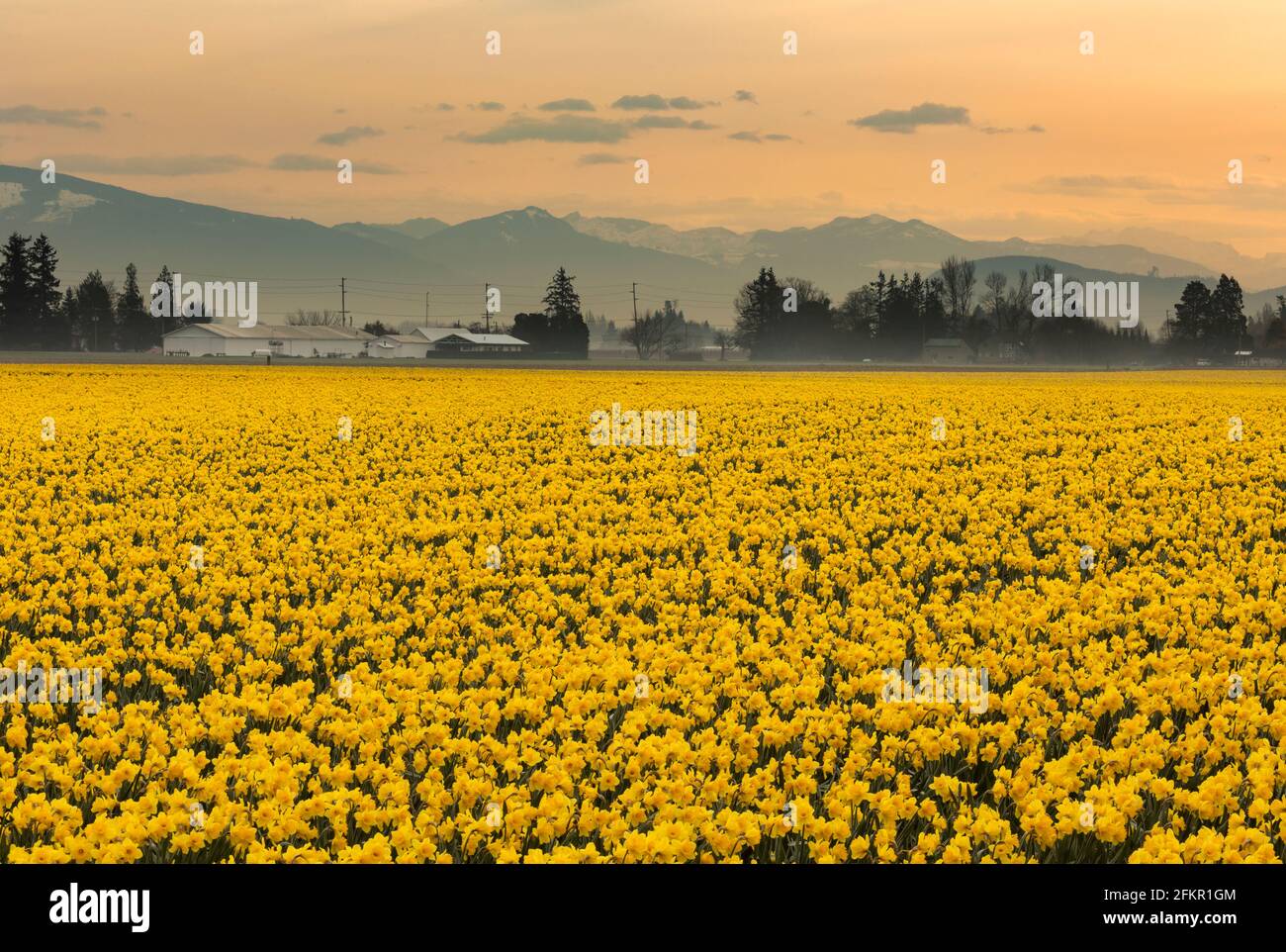 WA1955700...WASHINGTON A commercial field of daffodils in the Skagit