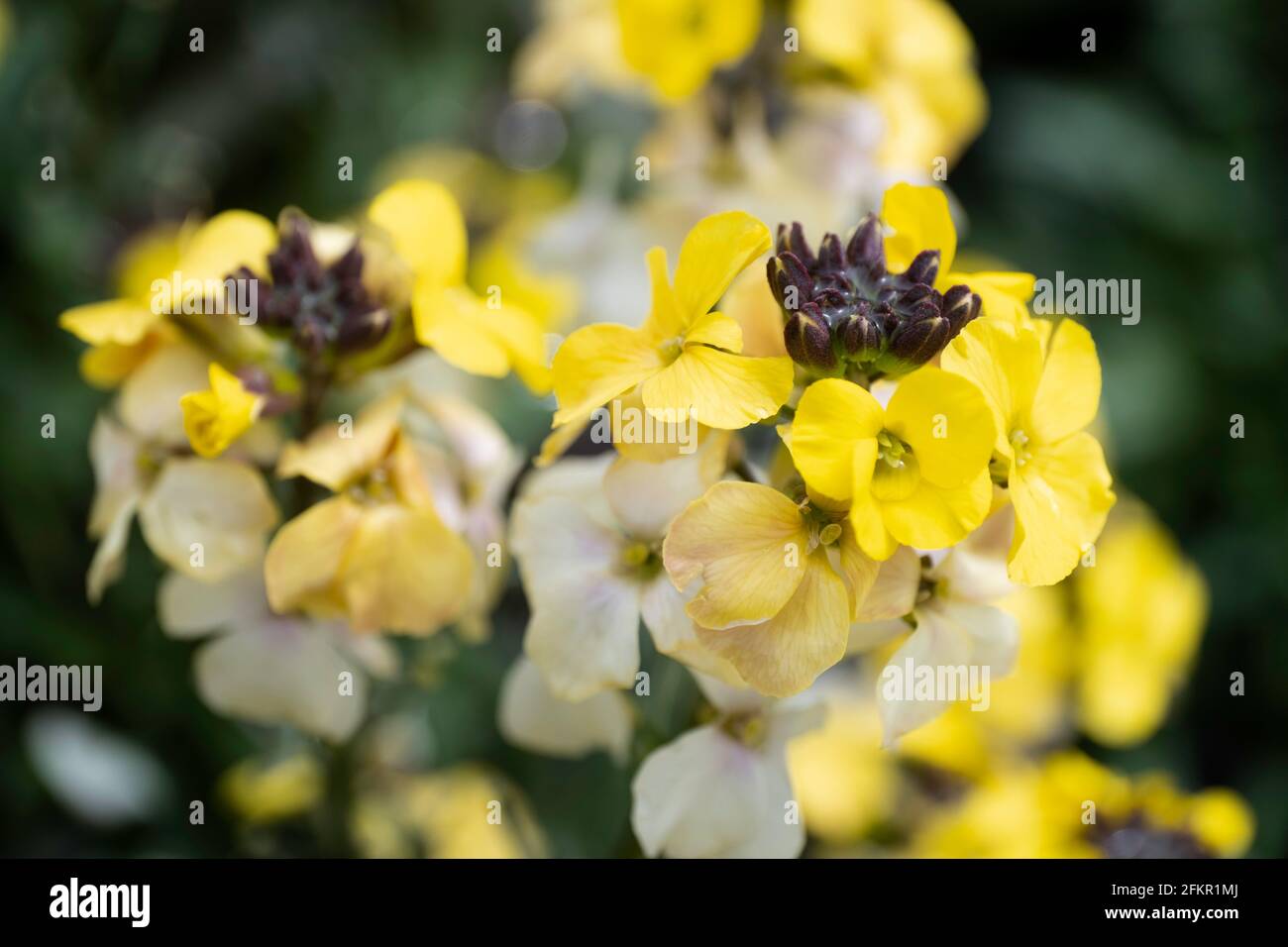 Close up of yellow flowers of the Erysimum linifolium 'Yellow Bird' in bloom. Also known as the wallflower. Narrow depth of field Stock Photo