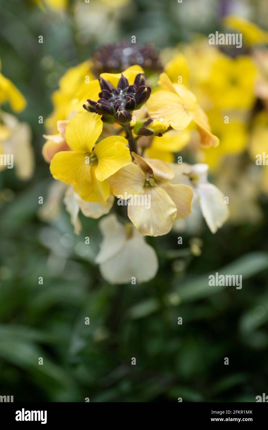 Close up of yellow flowers of the Erysimum linifolium 'Yellow Bird' in bloom. Also known as the wallflower. Narrow depth of field Stock Photo