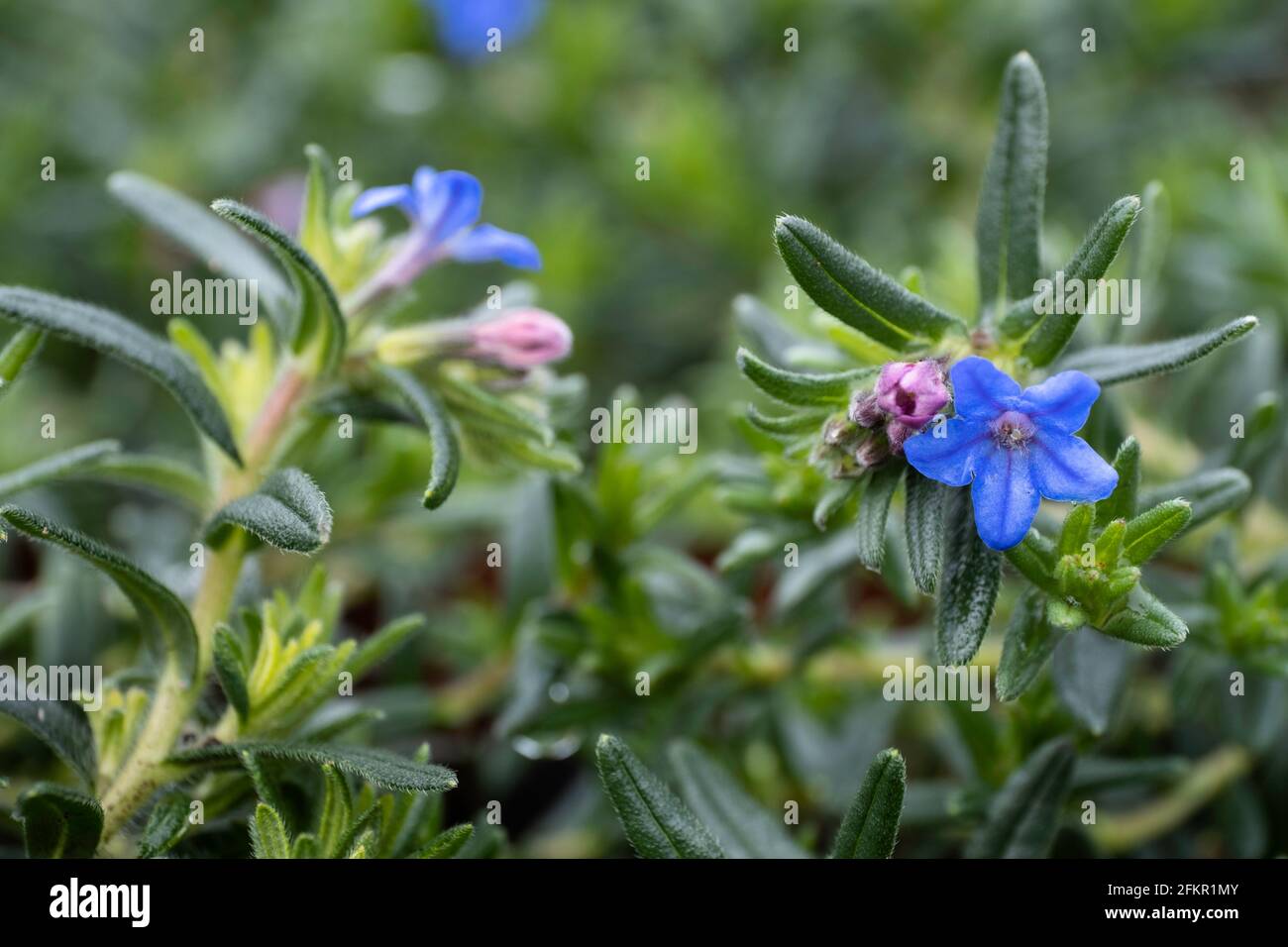 Macro photo of blue Lithodora diffusa or purple gromwell flowers in hairy evergreen leaves a garden, Narrow depth of field Stock Photo