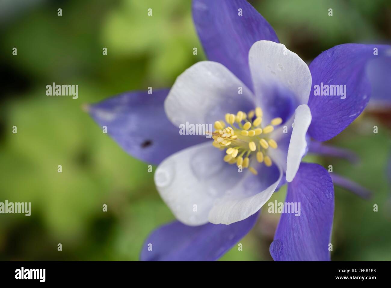 Flower of the Aquilegia, also known as Granny's Bonnet or Columbine. Focus on the yellow stamens and purple petals to the right. Narrow depth of field Stock Photo