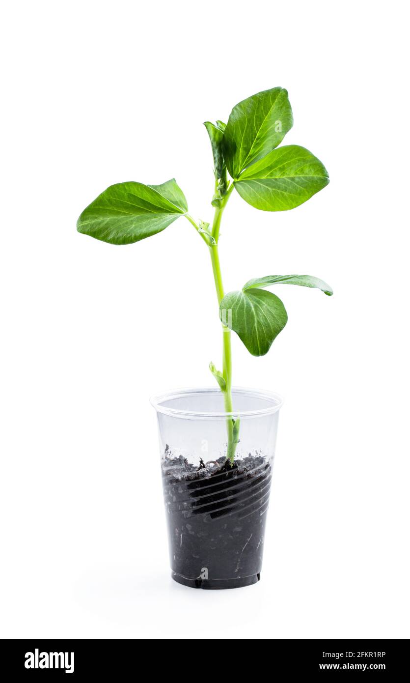 Baby bean plant growing in plastic cup isolated on white Stock Photo - Alamy