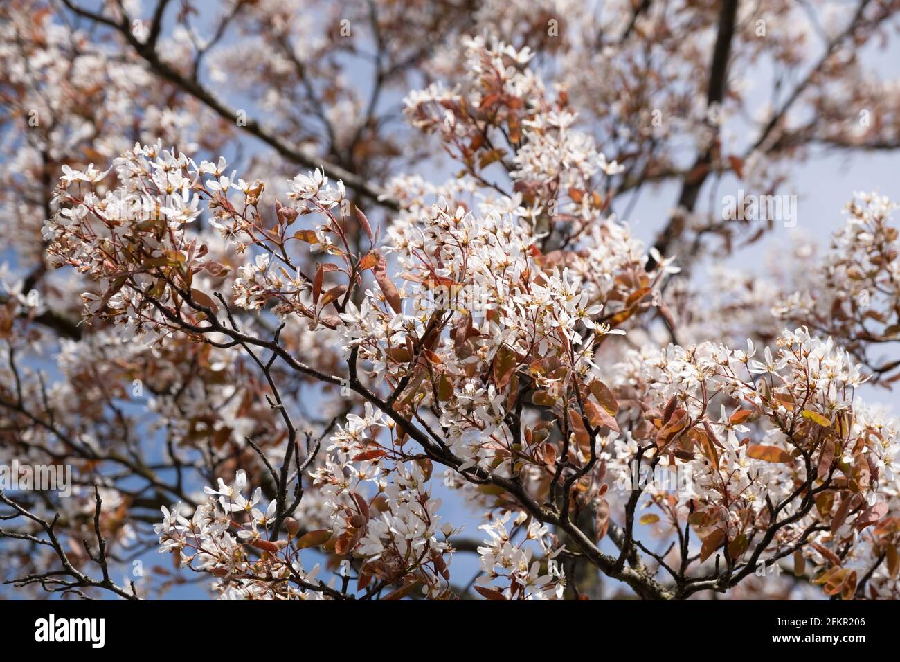Pink white Blossom of the Amelanchier tree, also known as shadbush or juneberry, at blue sky in spring Stock Photo