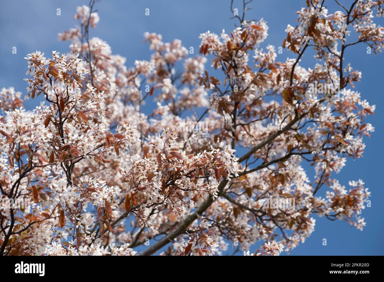 Pink white Blossom of the Amelanchier tree, also known as shadbush or juneberry, at blue sky in spring Stock Photo