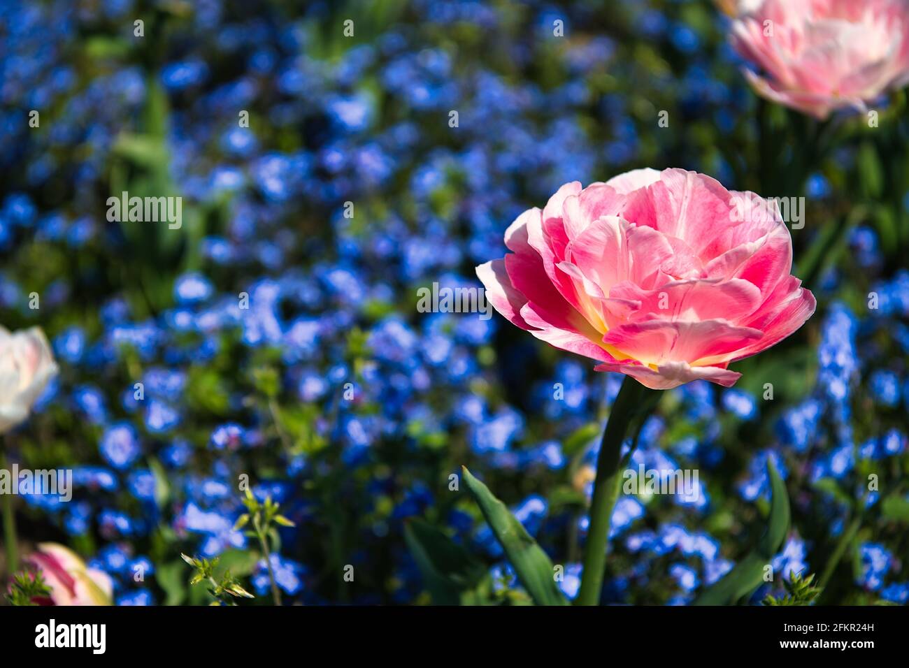 Selective focus shot of tulip angelica in a garden Stock Photo - Alamy