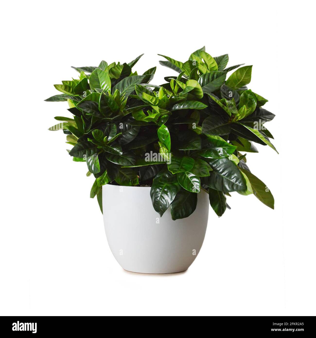 Gardenia jasminoides pot hires stock photography and images Alamy