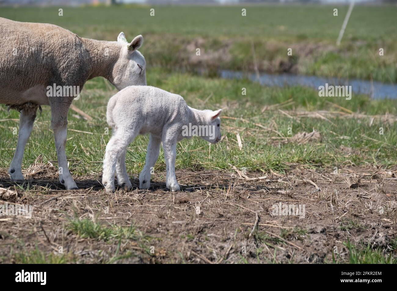 Baby first steps spring hi-res stock photography and images - Alamy