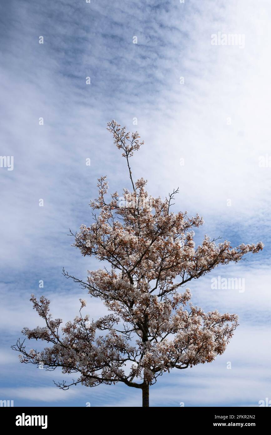 Young Amelanchier tree, also known as shadbush or juneberry, at blue sky with clouds in spring. Space above the tree, copy space Stock Photo