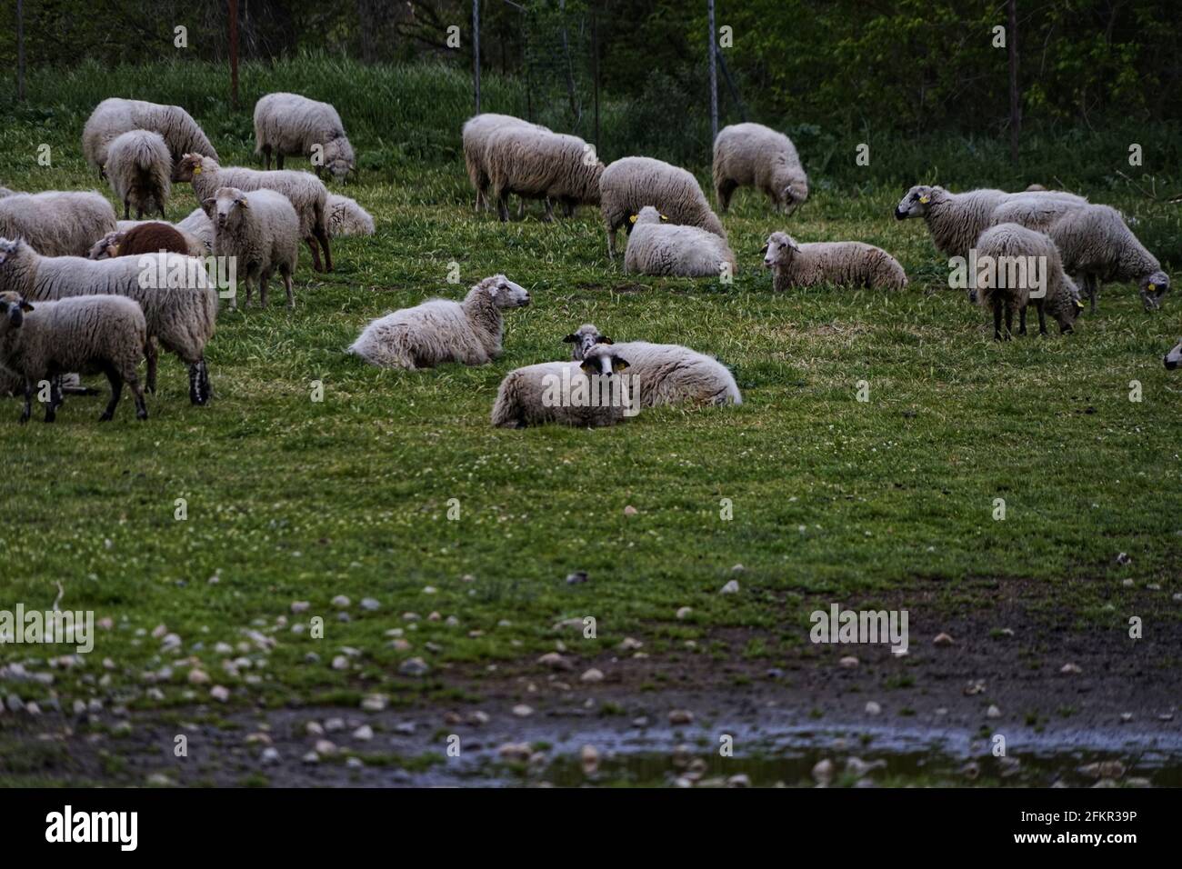 Closeup shot of a small flock of sheep grazing in a green field Stock ...