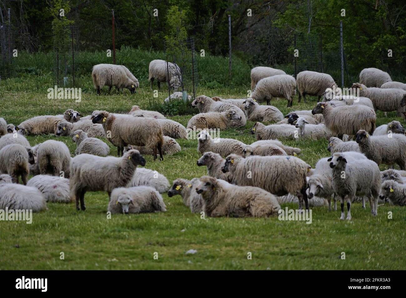 Closeup shot of a large flock of sheep grazing in a green field Stock ...