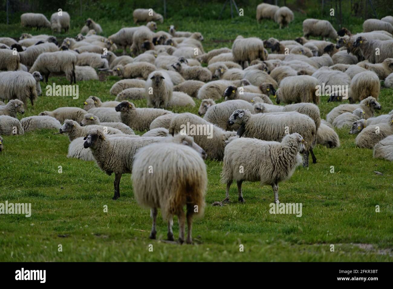Closeup shot of a large flock of sheep grazing in a green field Stock ...