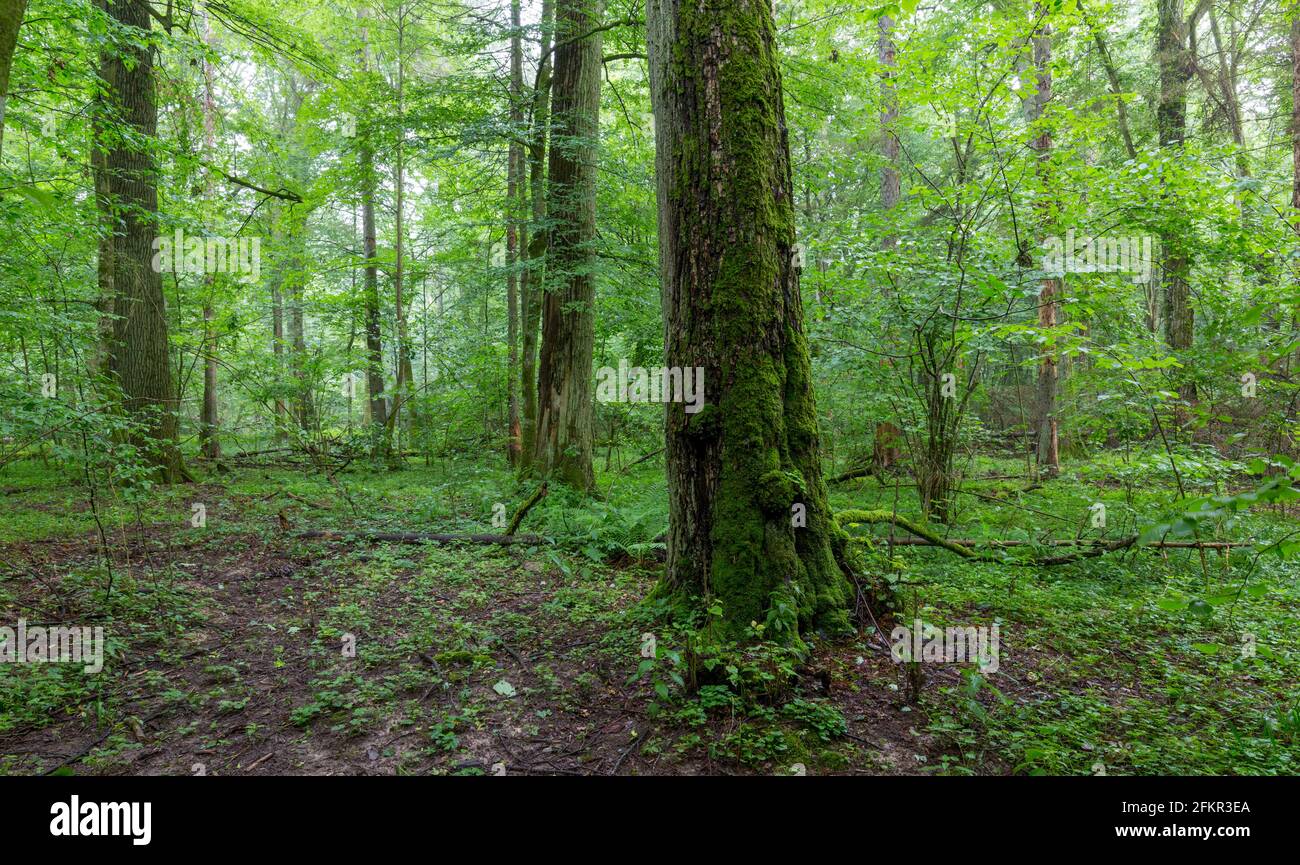 Natural deciduous tree stand with old maple trees and hornbeam around, Bialowieza Forest, Poland, Europe Stock Photo