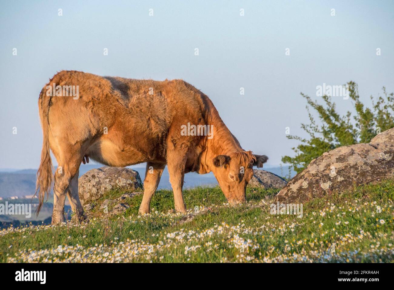 Closeup of a brown cow grazing at a grassy meadow Stock Photo - Alamy
