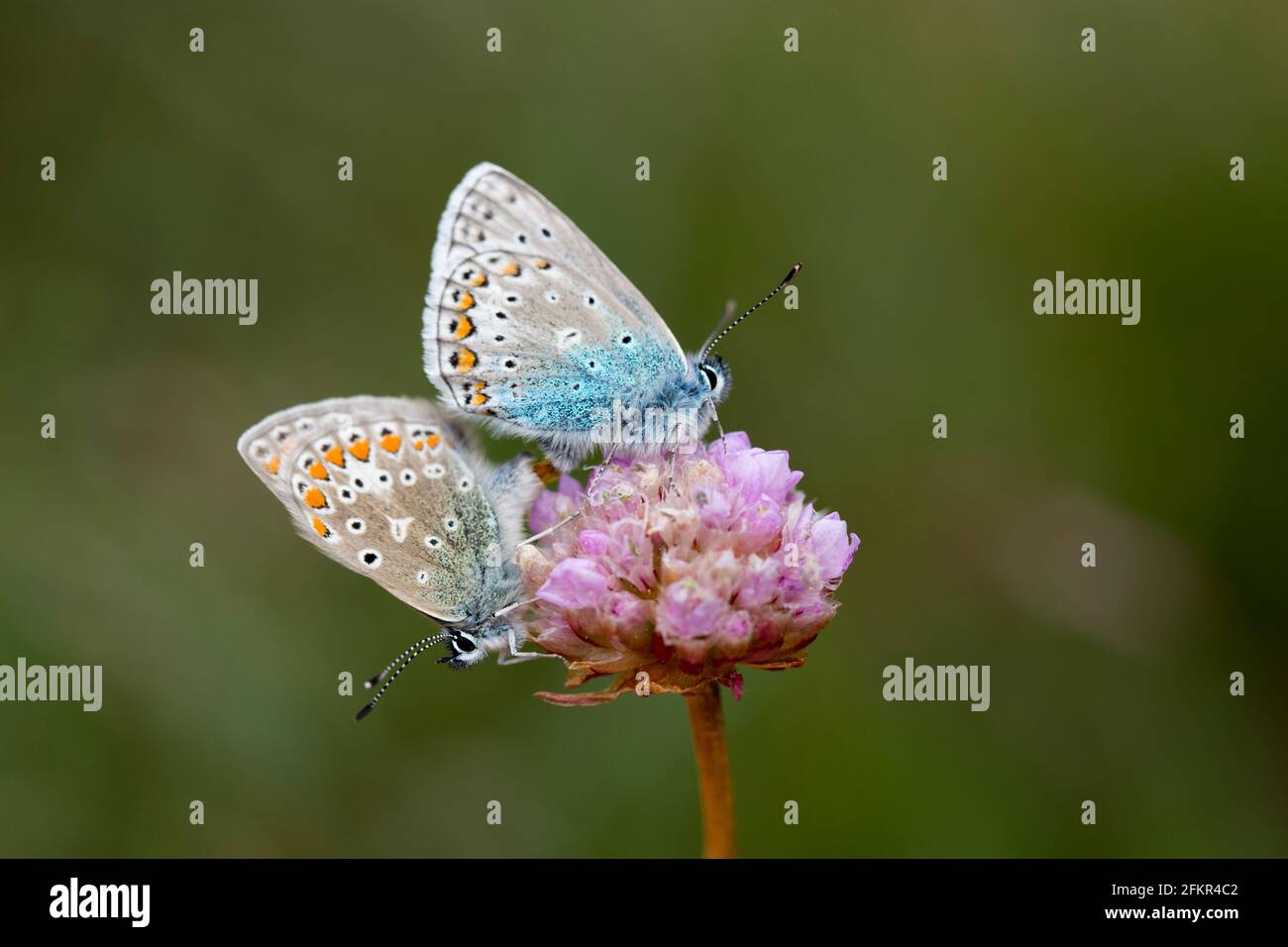 Common blue butterfly on thrift flower Stock Photo Alamy