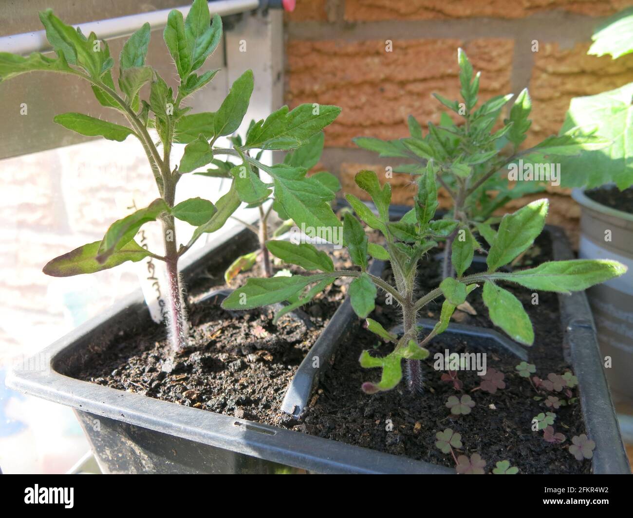 Growyourown tomatoes tray of tomato seedlings in individual pots
