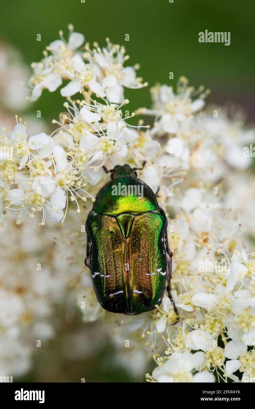 Chafer beetle on flower Stock Photo