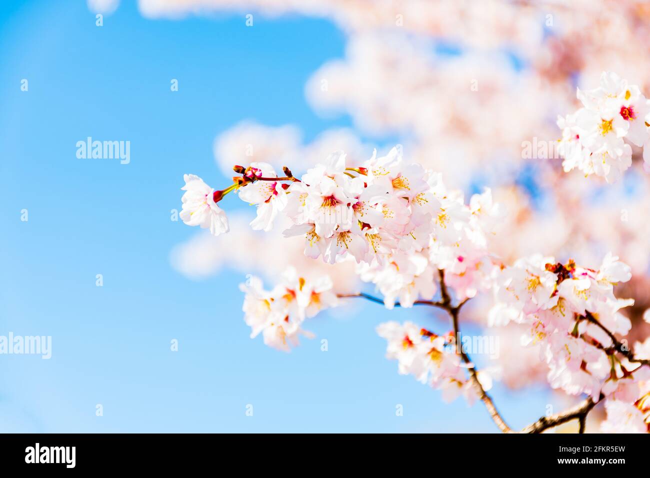 Beautiful cherry blossom flowers also known as Japanese cherry or Sakura Stock Photo